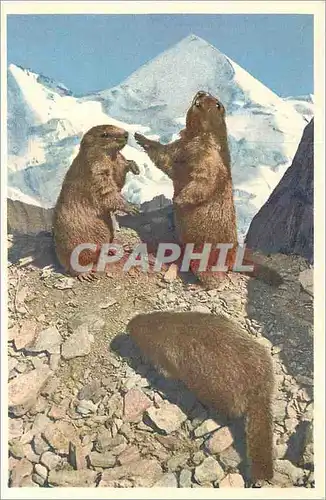 Cartes postales moderne Jungfraubahn Murmeltiere bel Station Eigergletscher Silberhorn