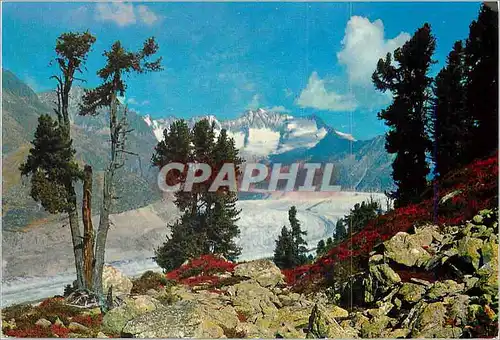 Cartes postales moderne Aletschgletscher Walliser Fiescherhorner Naturschutzgebiet Aletschwald am Grossen