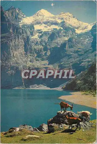 Cartes postales moderne Kandersteg Oeschinensee (1579 m) Blumisalp (3664 m) Chevres