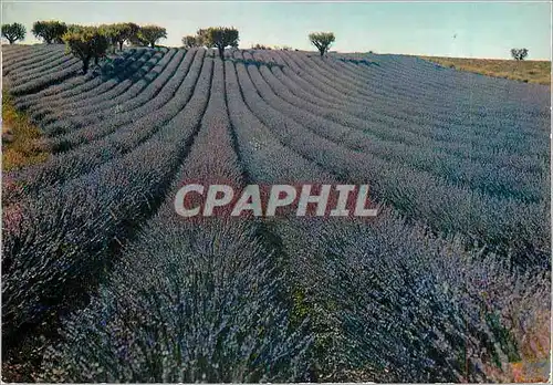 Cartes postales moderne Champ de Lavande