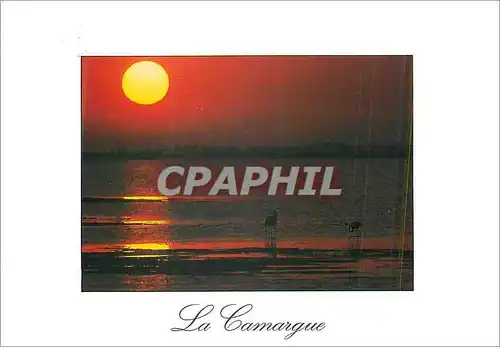 Cartes postales moderne La Camargue