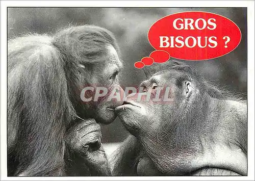 Cartes postales moderne Gros Bisous Singes