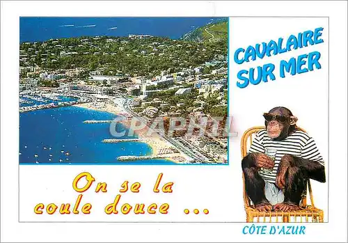 Cartes postales moderne Cavalaire sur Mer (Var) Cote d'Azur Singe Chimpanze