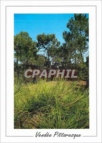 Cartes postales moderne Vendee Pittoresque Cote Atlantique