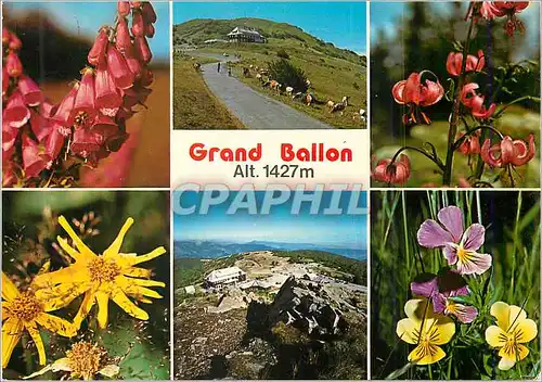 Cartes postales moderne Le Grand Ballon (Alt 1427 m) Les Hautes Vosges Digitale Arnica Lis Martagon Pensees Sauvages