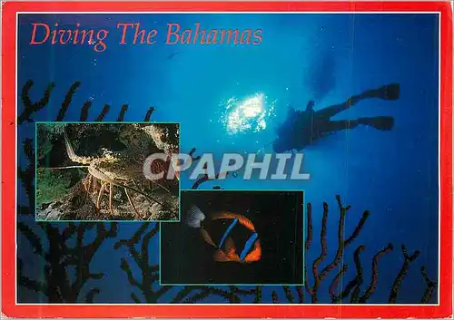 Cartes postales moderne Diving The Bahamas Beneath its Tranquil Waters