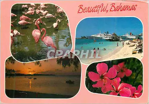 Cartes postales moderne Beautiful Bahamas Pink Flamingos Colourful Flowers Aquamarine Waters