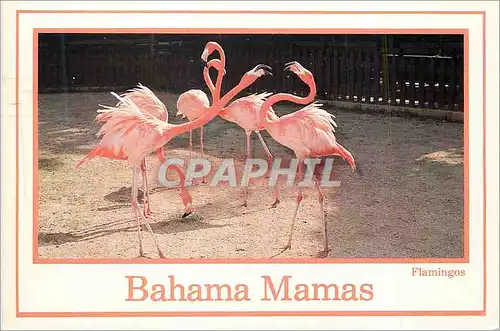 Moderne Karte Bahama Mamas Flamingos The National Bird of the Bahamas
