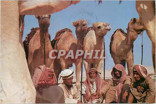 Cartes postales moderne Bahrain A Desert Rendez vous Folklore