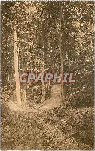Cartes postales Foret de Soignes Chemin du Diependelle