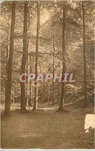 Cartes postales Foret de Soignes Vallon des Putois