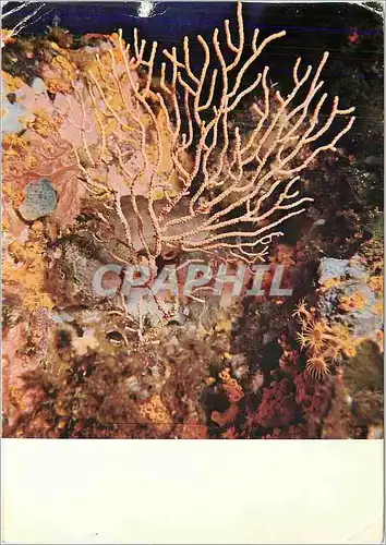 Cartes postales moderne Corse Universite de Liege Institut de Zoologie Fonds Marins (30m) Cap Revellata