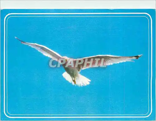 Cartes postales moderne Oiseau