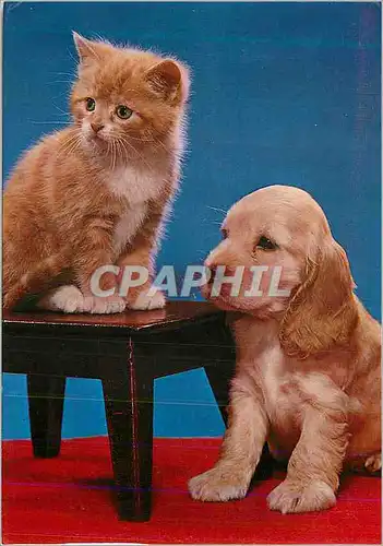 Cartes postales moderne Chat Chien Chiot