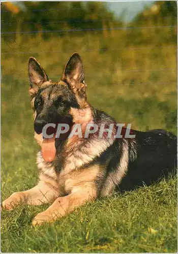 Moderne Karte Chien Berger allemand