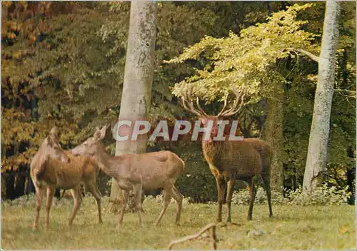 Cartes postales Ardennes Pittoresque Gibiers de nos Forets Cerf et Biches