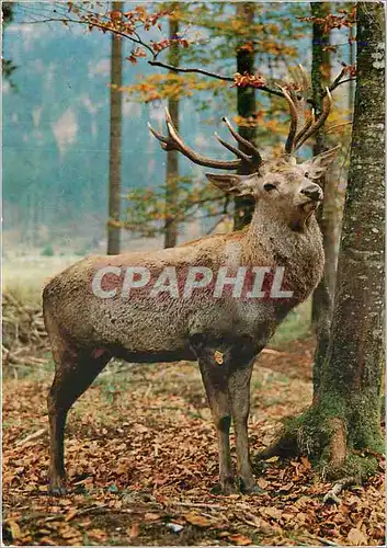 Ansichtskarte AK Gibiers de nos Ardennes Cerf