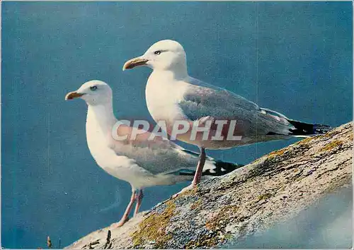Cartes postales moderne Oiseaux Mouettes