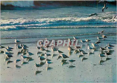 Cartes postales moderne Oiseaux Mouettes