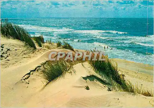 Cartes postales moderne Mouettes Belgique