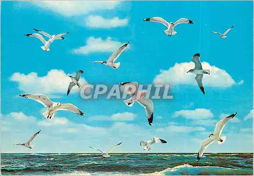 Cartes postales moderne Ijmuiden Mouettes Oiseaux