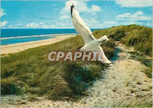 Cartes postales moderne Oiseaux Mouettes Dunes