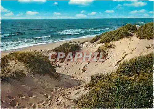 Cartes postales moderne Dunes Belgique