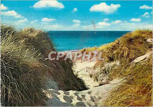 Cartes postales moderne Dunes Belgique