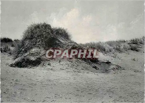 Cartes postales moderne Oostduinkerke et la Dune Inclinee et Pensive avec le Souvenir Demeure a l'Horizon