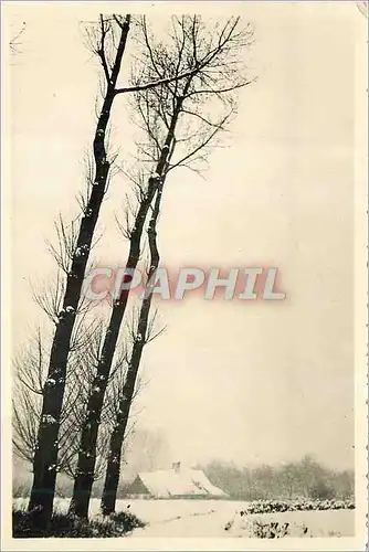 Cartes postales moderne Arbres Belgique