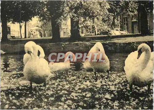 Cartes postales moderne Bruges les Cygnes pres du Lac d'Amour