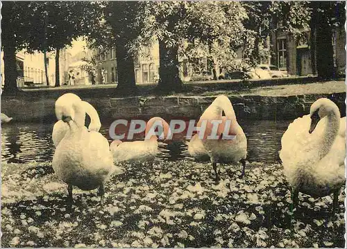 Moderne Karte Bruges les Cygnes pres du Lac d'Amour