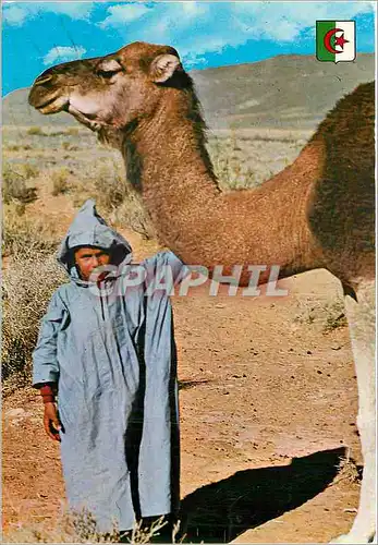 Cartes postales moderne Sud Algerien Scenes et Types