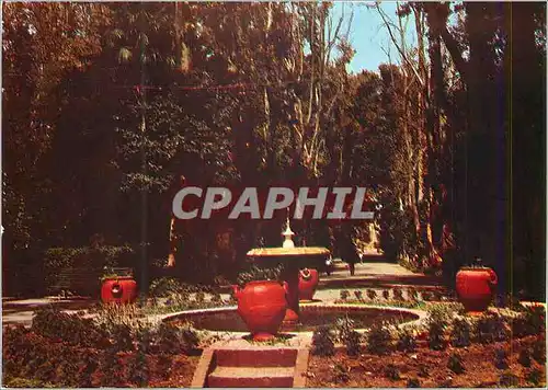 Cartes postales moderne Sidi Bel Abbes le Jardin Public