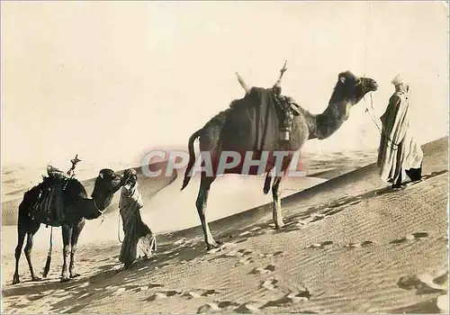 Cartes postales moderne Collection Saharienne sur la Piste Desertique Chameau