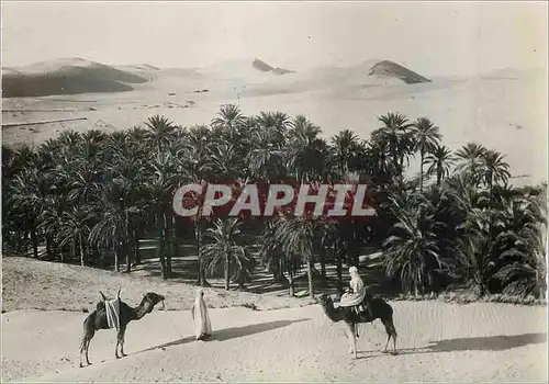 Cartes postales moderne Collection Saharienne Palmeraie dans le Sud Chameaux