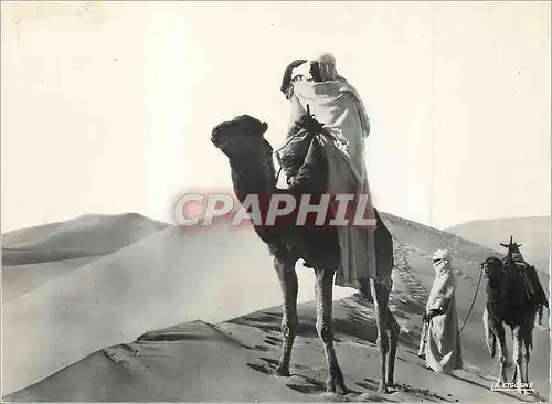 Moderne Karte Collection Saharienne a la Recherche de la Piste Chameaux