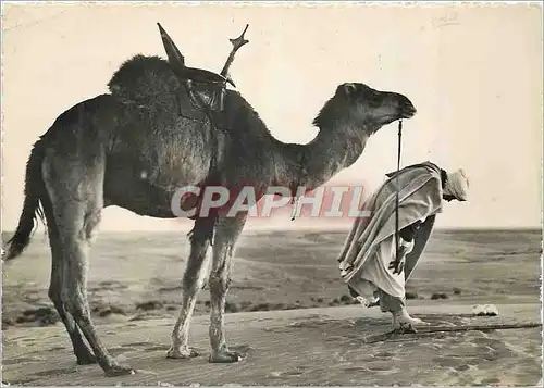 Cartes postales moderne Collection Saharienne l'Heure de la Priere Chameau