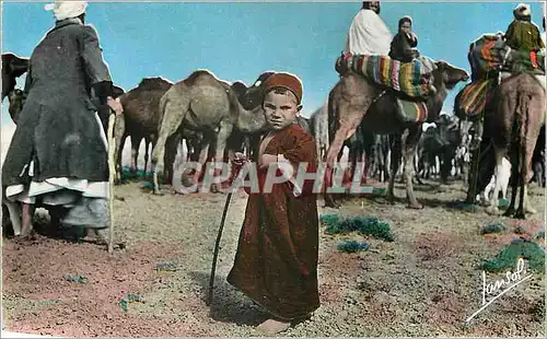 Cartes postales moderne Scenes et Types les Chameliers Chameaux Enfant