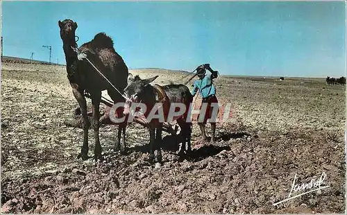 Cartes postales moderne Scenes et Types Attelage du Sud Ane Donkey Chameau