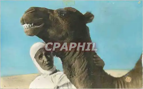 Cartes postales moderne Scenes et Types d'Afrique du Nord le Chamelier et son Chameau