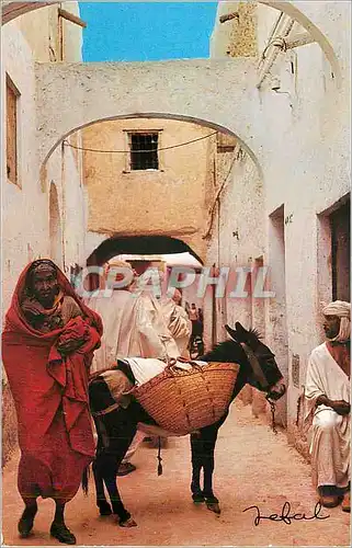 Cartes postales moderne Algerie Pittoresque Ane Donkey