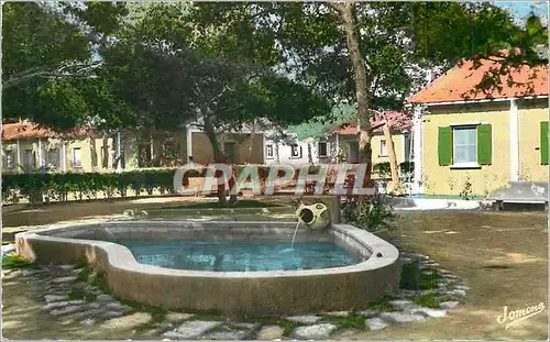 Cartes postales moderne Camp du Lido (Algerie) Jardin d'Agrement