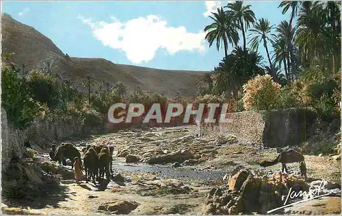 Cartes postales moderne Le Sud Algerien Scenes et Types un Oued dans le Sud Chameaux
