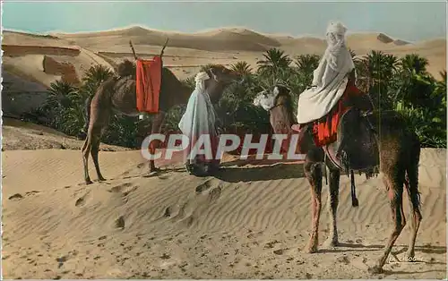 Cartes postales moderne Scenes et Types en vue de la Palmeraie Chameaux