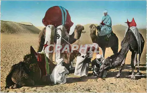 Moderne Karte Collection Saharienne un Abreuvoir Rudimentaire Chameaux