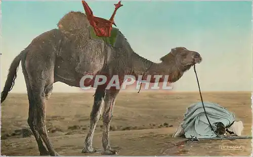 Moderne Karte Scenes et Types Derniere Priere avant le Depart Chameau