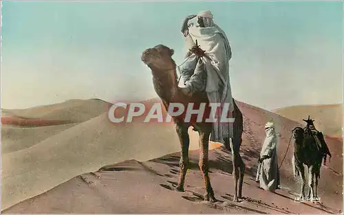 Cartes postales moderne Scenes et Types a la Recherche de la Piste Chameau