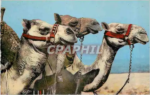 Cartes postales moderne Scenes etTypes Tetes de Dromadaires