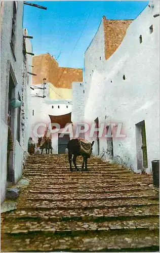 Cartes postales moderne M Zab une Rue de Beni Izguen Ane Donkey